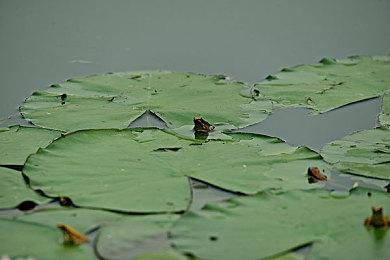 《影之刃零》主线时长20-30小时 有大量支线内容